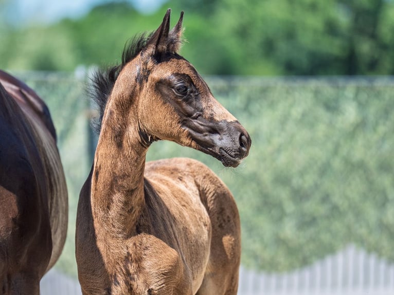 Westphalian Mare  Smoky-Black in M&#xFC;nster Handorf