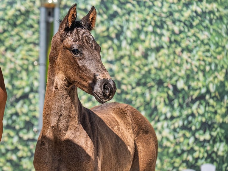 Westphalian Mare  Smoky-Black in M&#xFC;nster Handorf