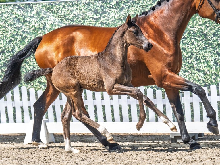 Westphalian Mare  Smoky-Black in M&#xFC;nster Handorf