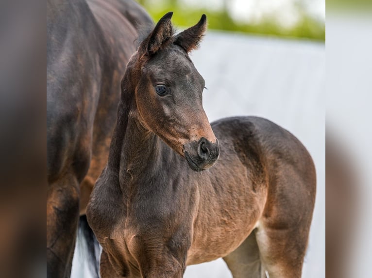 Westphalian Mare Foal (03/2024) Smoky-Black in Münster-Handorf