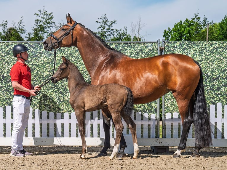 Westphalian Mare  Smoky-Black in M&#xFC;nster Handorf
