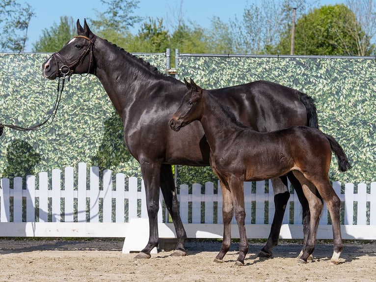 Westphalian Mare Foal (02/2026) Smoky-Black in Münster-Handorf
