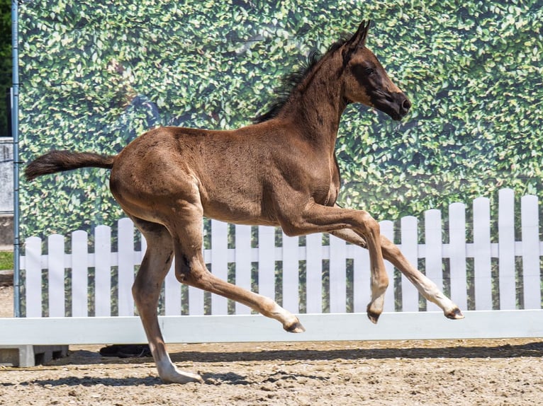 Westphalian Mare  Smoky-Black in M&#xFC;nster Handorf