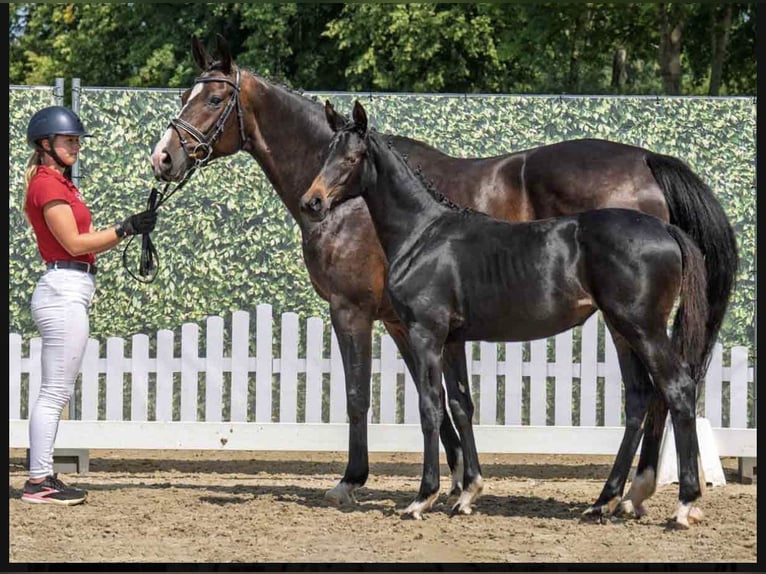 Westphalian Mare Foal (03/2025) Smoky-Black in Bad Oeynhausen
