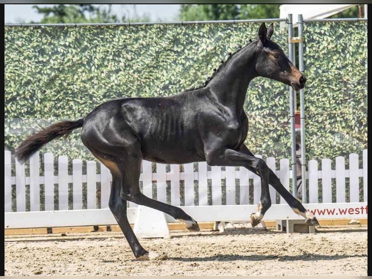 Westphalian Mare Foal (03/2025) Smoky-Black in Bad Oeynhausen