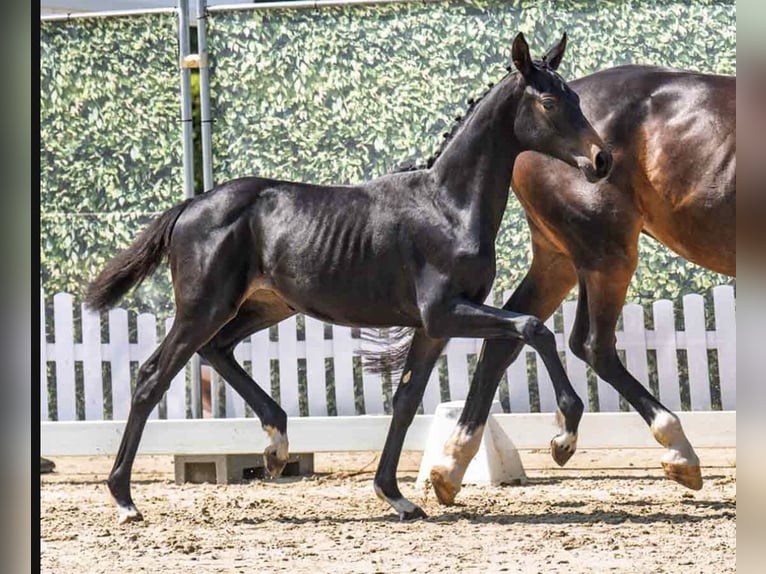 Westphalian Mare Foal (03/2025) Smoky-Black in Bad Oeynhausen