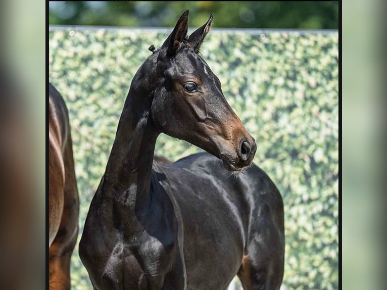 Westphalian Mare Foal (03/2025) Smoky-Black in Bad Oeynhausen