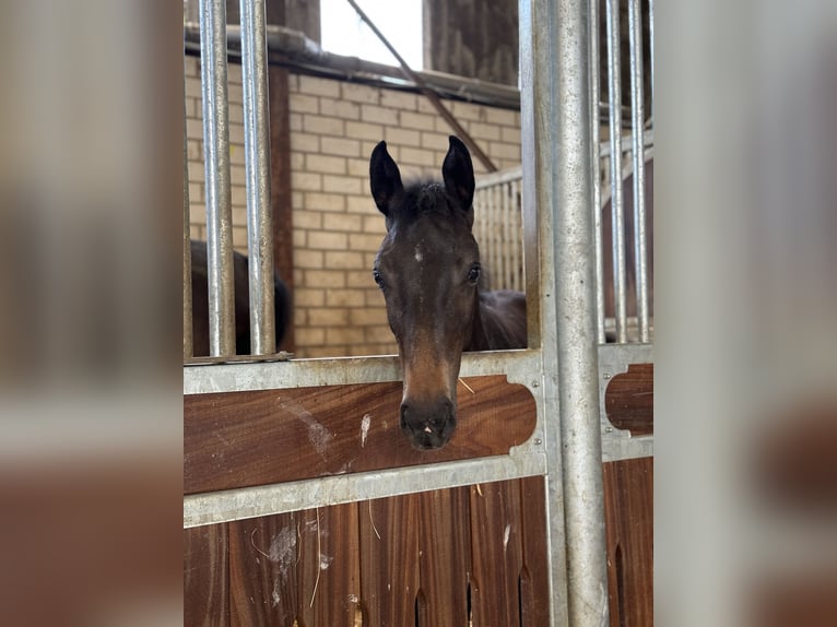 Westphalian Mare Foal (03/2024) Smoky-Black in Weilerswist