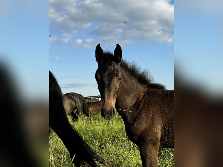 Westphalian Mare Foal (03/2024) Smoky-Black in Weilerswist