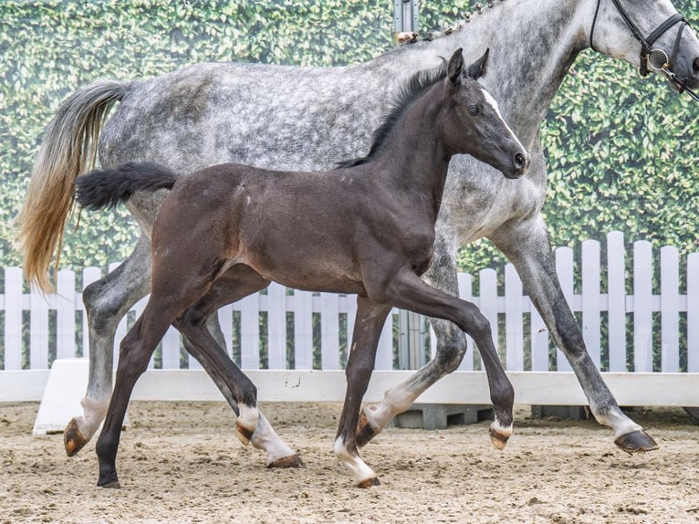 Westphalian Mare  Smoky-Black in M&#xFC;nster Handorf