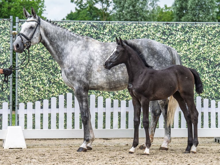 Westphalian Mare  Smoky-Black in M&#xFC;nster Handorf