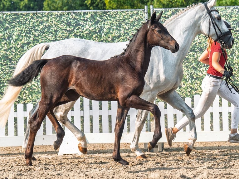 Westphalian Mare Foal (04/2025) Smoky-Black in M&#xFC;nster-Handorf