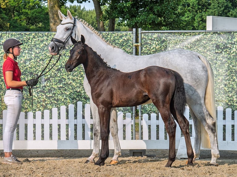 Westphalian Mare Foal (04/2025) Smoky-Black in M&#xFC;nster-Handorf
