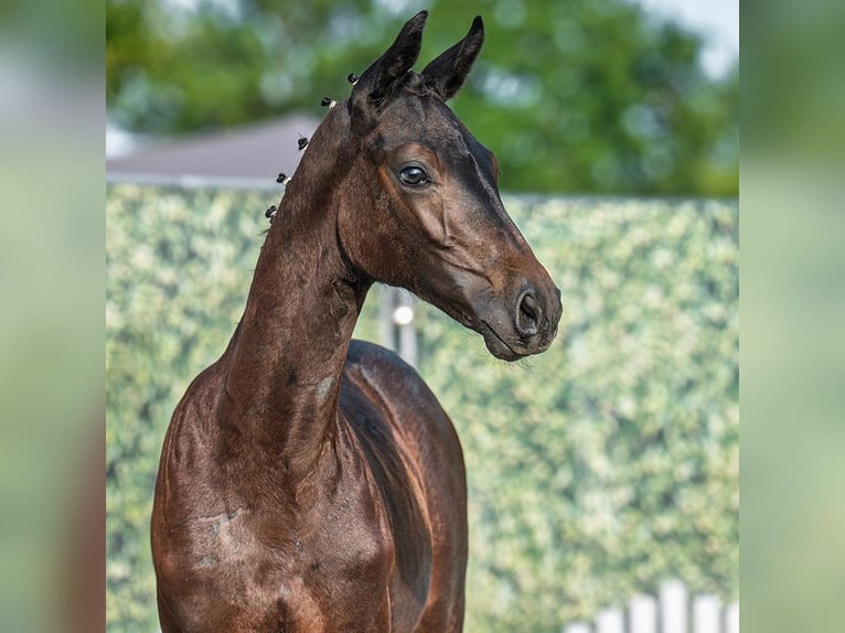 Westphalian Mare Foal (04/2025) Smoky-Black in M&#xFC;nster-Handorf