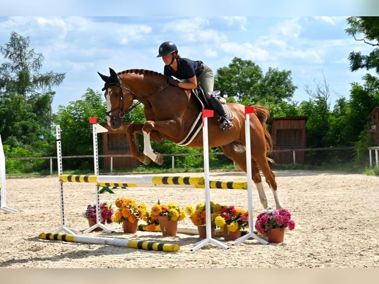 Westphalian Stallion 10 years 16.1 hh Chestnut in Brno
