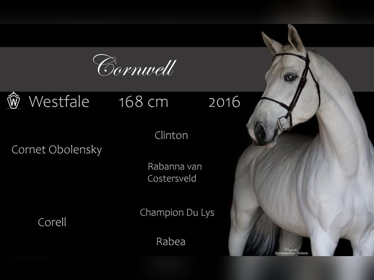 Westphalian Stallion 10 years 16,1 hh Grey in Ibbenbüren