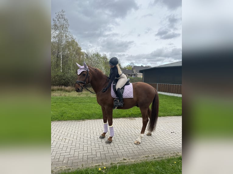 Westphalian Stallion 12 years 17,3 hh Chestnut-Red in Ratingen