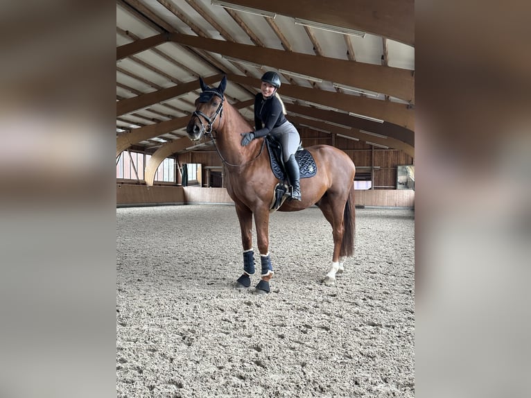 Westphalian Stallion 12 years 17,3 hh Chestnut-Red in Ratingen