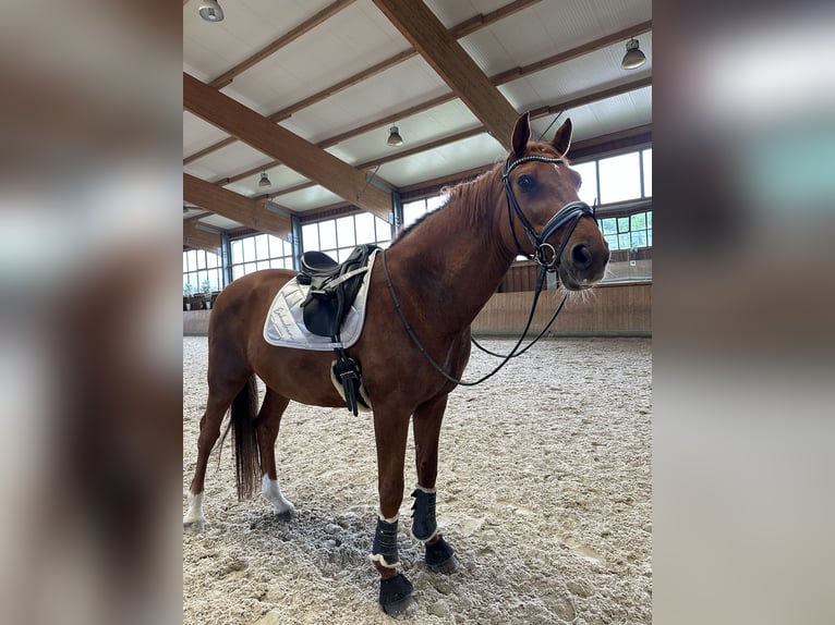 Westphalian Stallion 12 years 17,3 hh Chestnut-Red in Ratingen