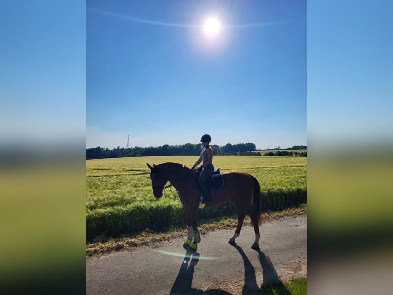 Westphalian Stallion 12 years 17,3 hh Chestnut-Red in Ratingen