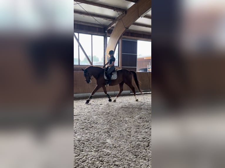 Westphalian Stallion 12 years 17,3 hh Chestnut-Red in Ratingen