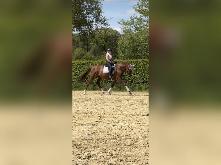 Westphalian Stallion 12 years 17,3 hh Chestnut-Red in Ratingen