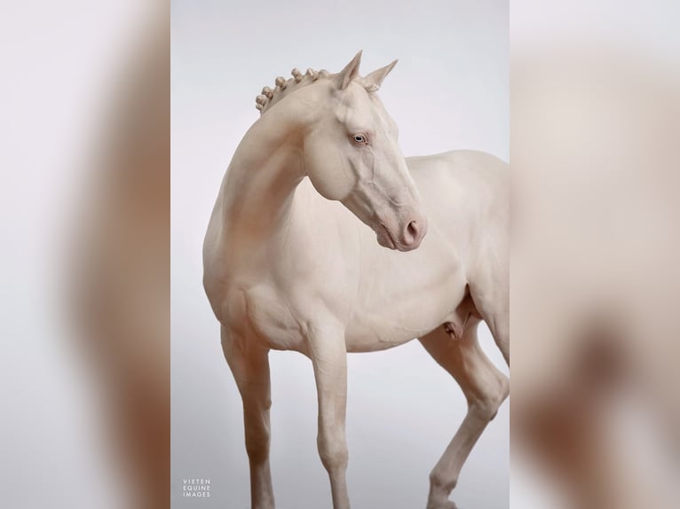 Westphalian Stallion 14 years 16 hh Cremello in Knighton