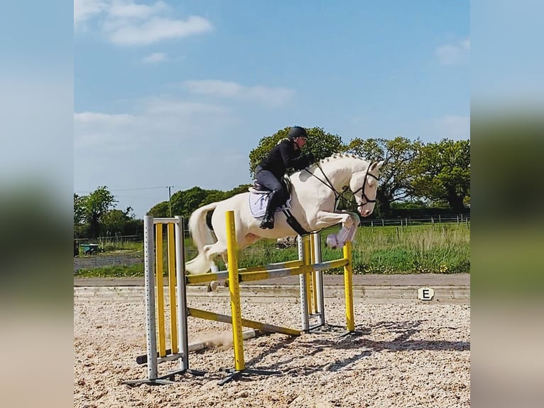 Westphalian Stallion 14 years 16 hh Cremello in Knighton