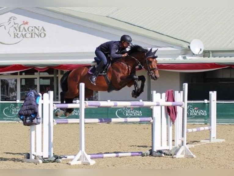 Westphalian Stallion 17 years 17 hh Brown in Ebreichsdorf