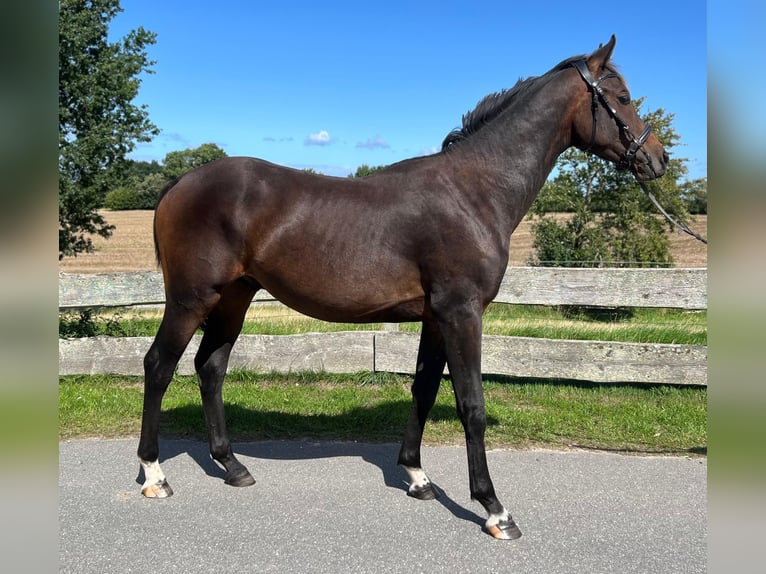 Westphalian Stallion 1 year 14,1 hh Bay-Dark in Kronsgaard