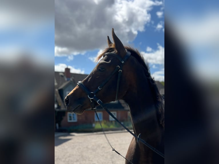 Westphalian Stallion 1 year 14,1 hh Bay-Dark in Kronsgaard