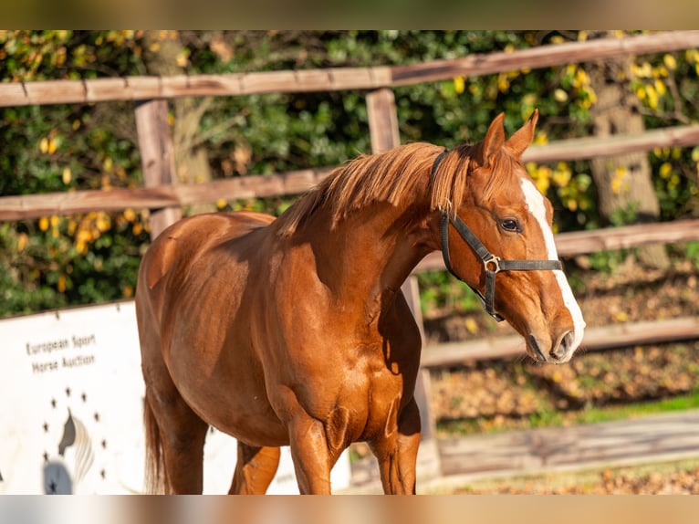 Westphalian Stallion 1 year 14,3 hh Chestnut-Red in GROTE-BROGEL