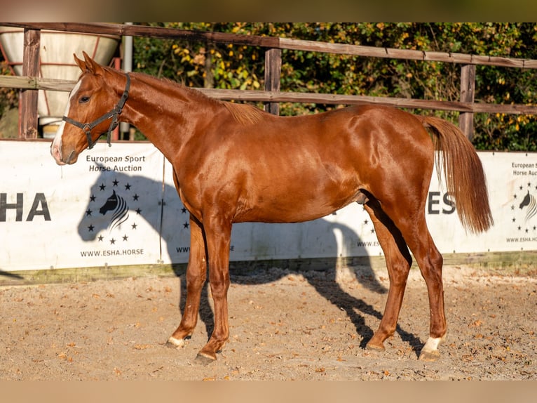 Westphalian Stallion 1 year 14,3 hh Chestnut-Red in GROTE-BROGEL