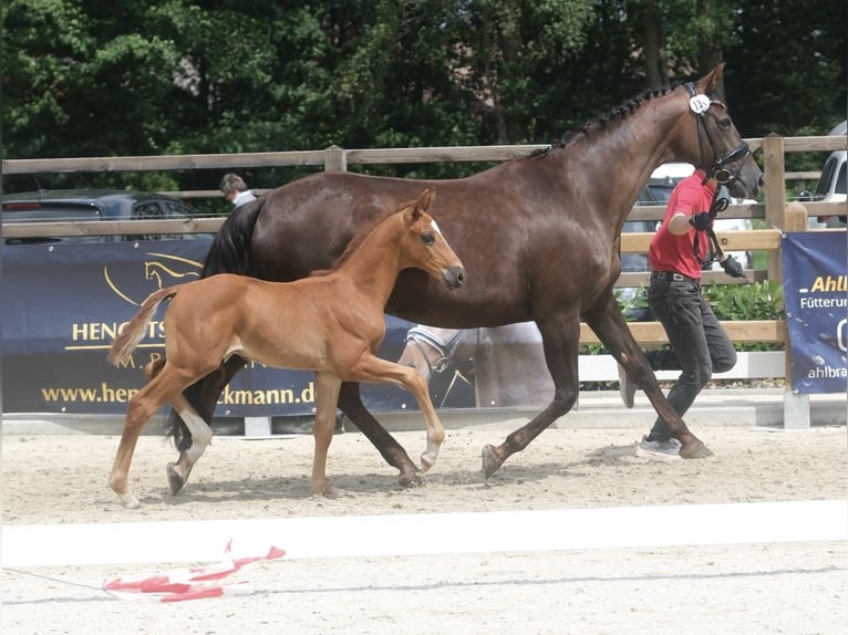 Westphalian Stallion 1 year 15,2 hh Chestnut in TelgteTelgte