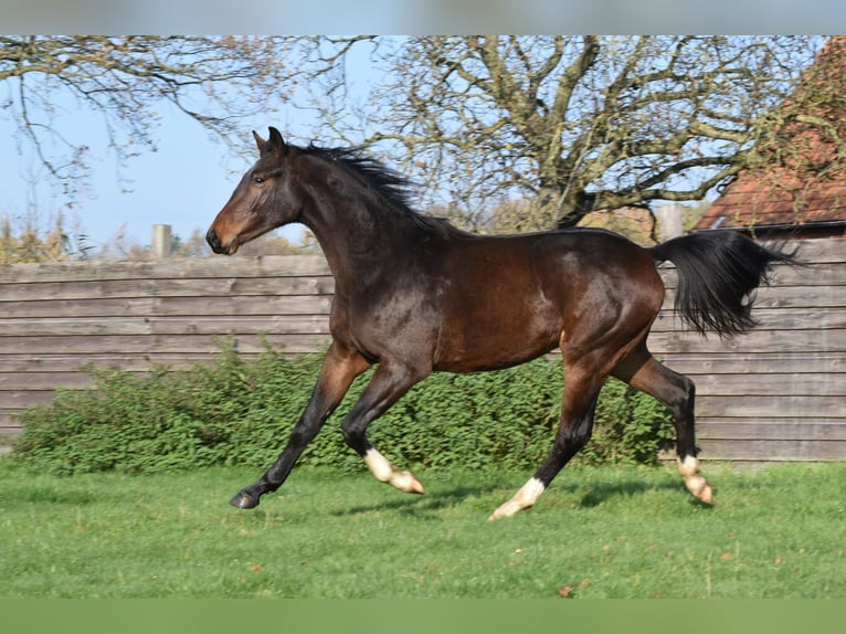 Westphalian Stallion 1 year 15,2 hh Smoky-Black in Legden