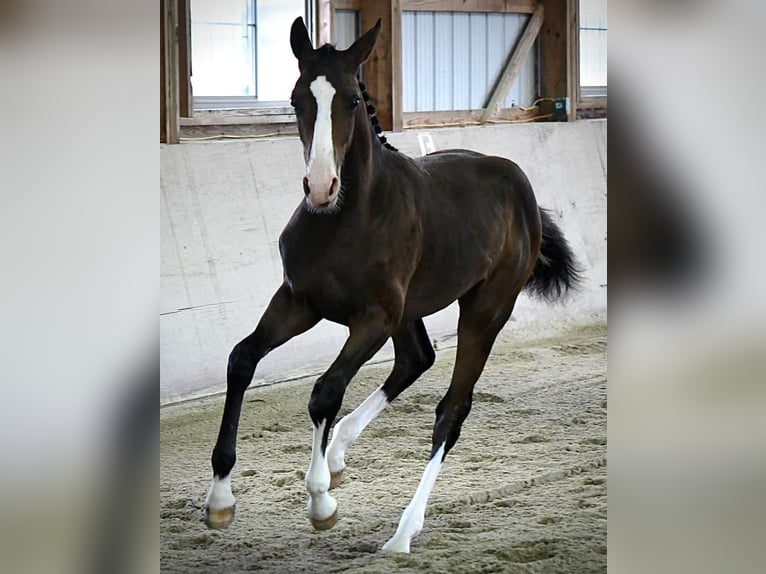 Westphalian Stallion 1 year 16,1 hh Bay-Dark in Cashion
