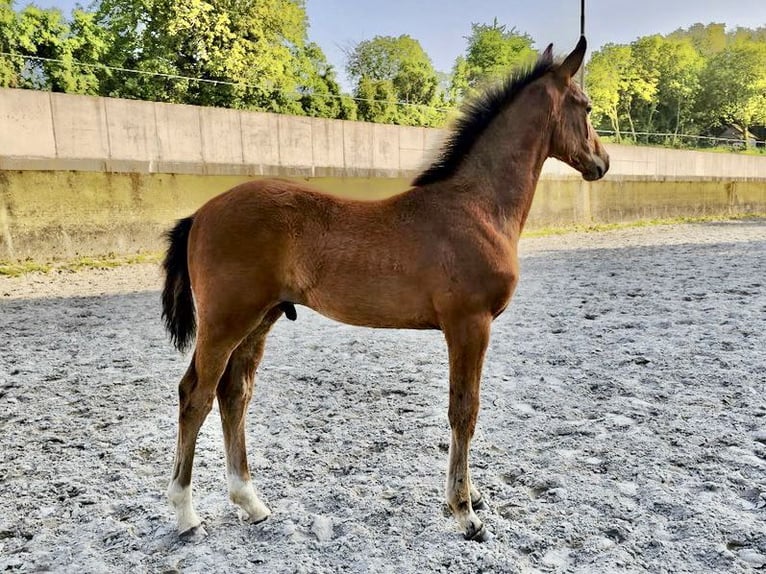 Westphalian Stallion 1 year 16,1 hh Brown in Dörrmorschel