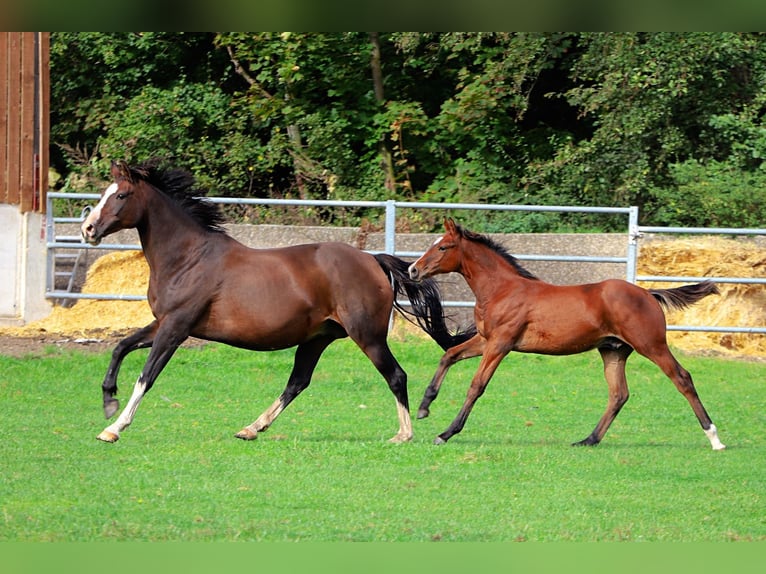 Westphalian Stallion 1 year 16,1 hh Brown in Neuenkirchen-Vörden