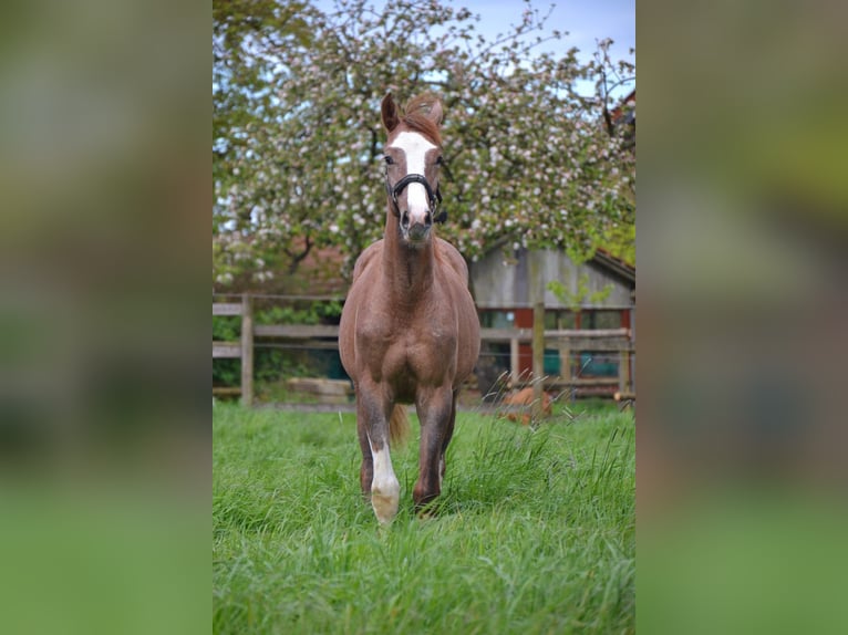 Westphalian Stallion 1 year 16,1 hh Can be white in Billerbeck