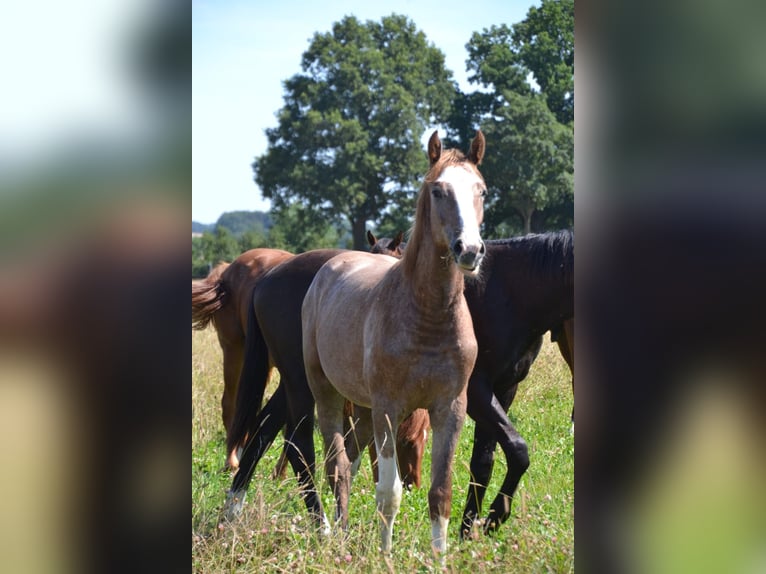 Westphalian Stallion 1 year 16,1 hh Can be white in Billerbeck