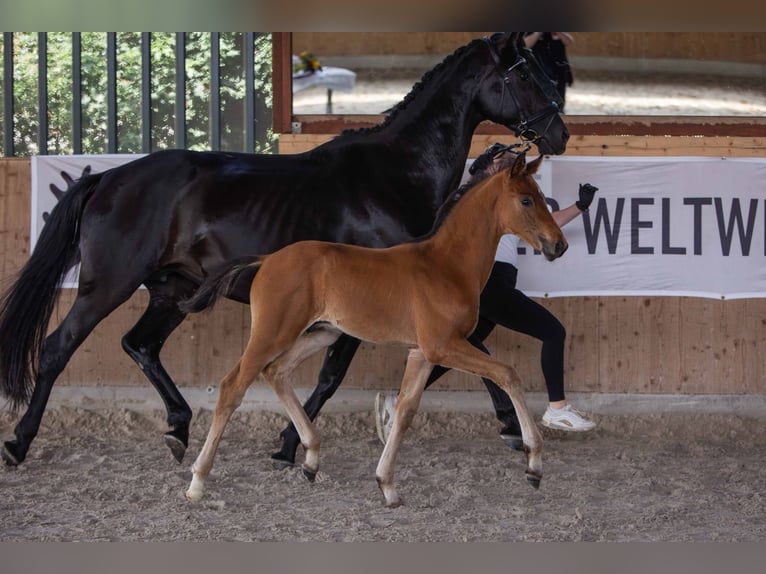 Westphalian Stallion 1 year 16,2 hh Bay-Dark in Wiesbaum