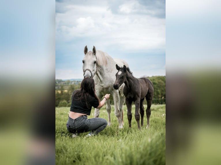 Westphalian Stallion 1 year 16,2 hh Black in Melle