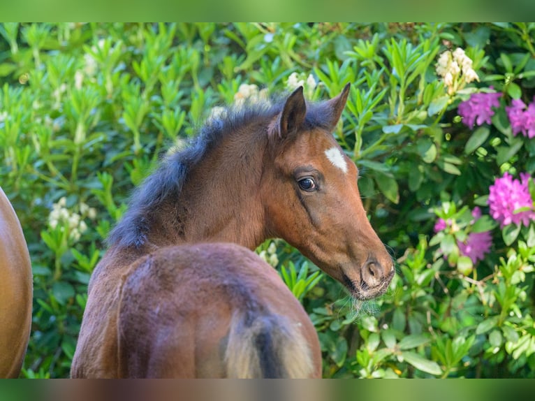 Westphalian Stallion 1 year 16.2 hh Brown in Cappeln (Oldenburg)
