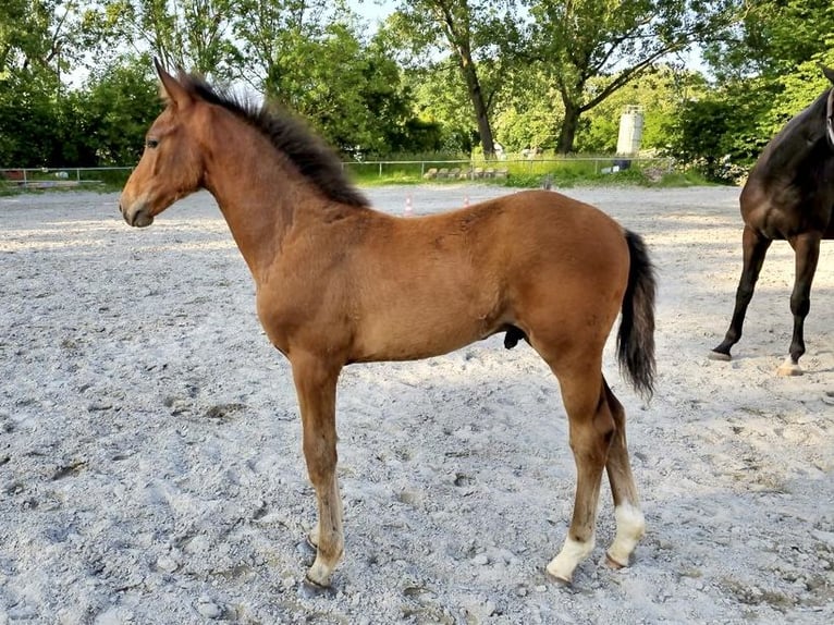 Westphalian Stallion 1 year 16,2 hh Brown in Dörrmorschel