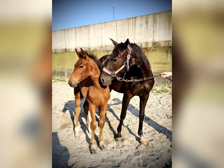 Westphalian Stallion 1 year 16,2 hh Brown in Dörrmorschel