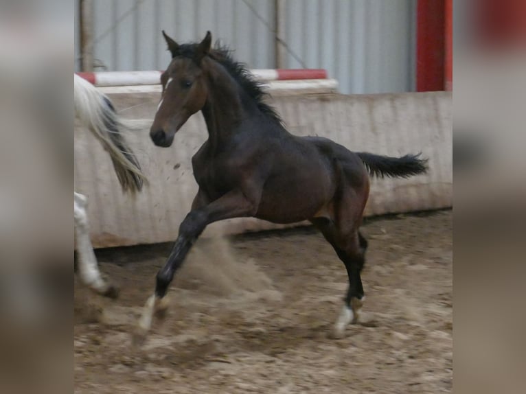 Westphalian Stallion 1 year 16,2 hh Brown in Borgentreich