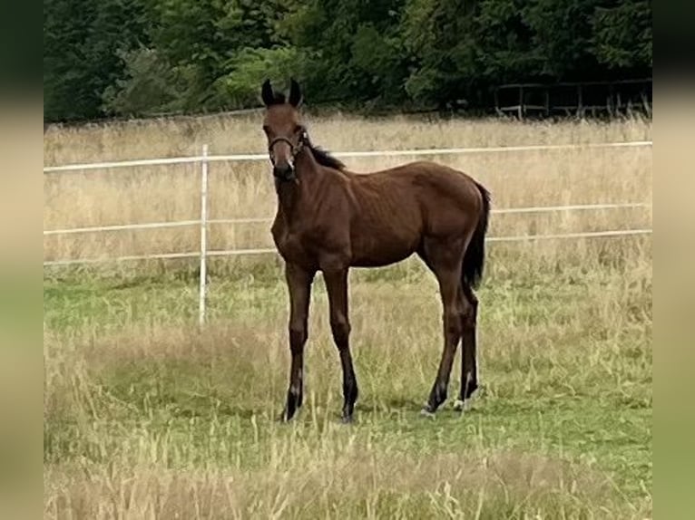 Westphalian Stallion 1 year 16.2 hh Brown in Schwerte