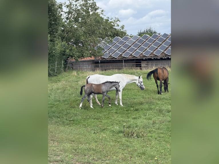 Westphalian Stallion 1 year 16.2 hh Can be white in Melle