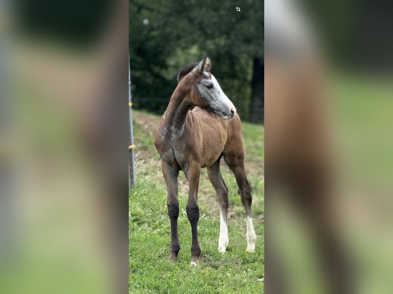 Westphalian Stallion 1 year 16.2 hh Can be white in Melle