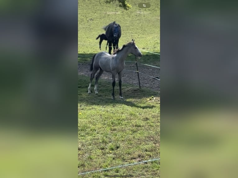 Westphalian Stallion 1 year 16.2 hh Can be white in Melle